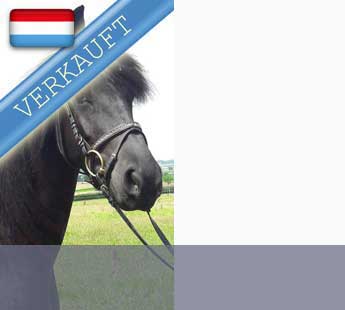 4-jährige Friesenstute