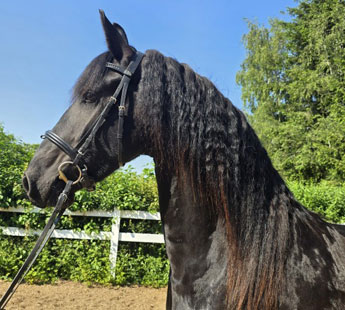 Jument frison de 3 ans, Gosse x Hessel
