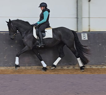 Jument frison de 4 ans