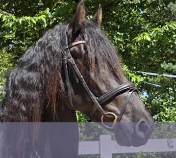 Hongre frison de 4 ans
