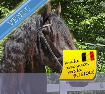 Hongre frison de 4 ans