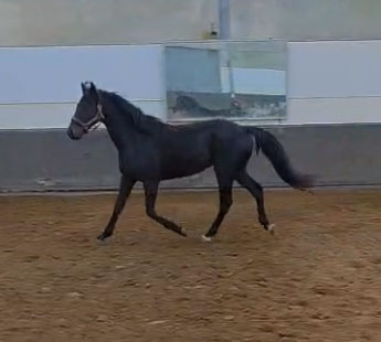 Ponette Welsh de 4 ans