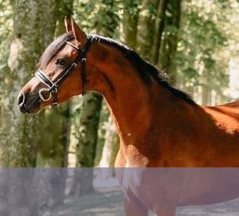 4-jährige Welsh Pony Stute