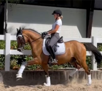 Deutsches Reitpony