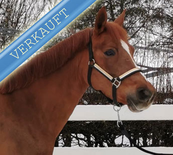Sport-Pony-Stute