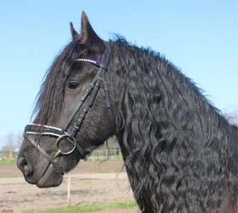 Deutsches Reitpony