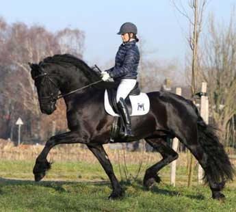 Hengst hessel