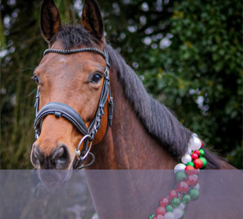 Jument KWPN de 4,5 ans