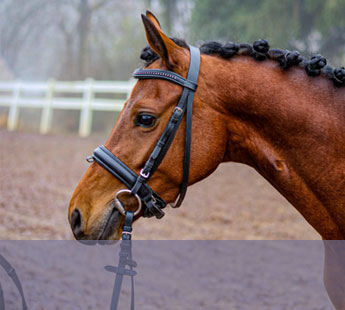 Ponette Welsh de 4 ans