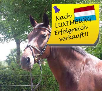 Oldenb Stute verfol