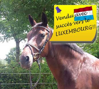 Oldenb Stute vsucc