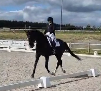 Hongre KWPN de 5 ans