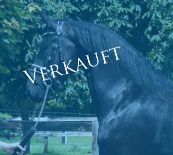 friesenstute bikkel x sjaard3 Vk