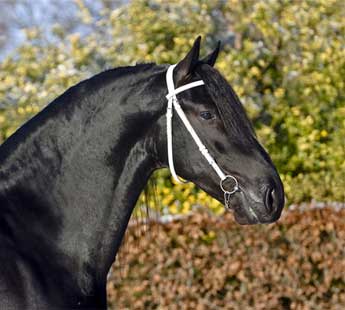 hengst aarnold471