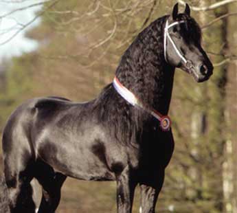 hengst beart411 2