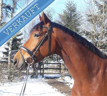 stuteUnitedXjazz kopf scVK1