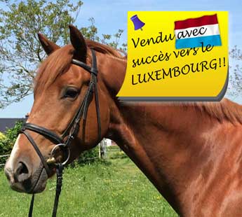 Hongre de 4 ans, UNITED x VIVALDI